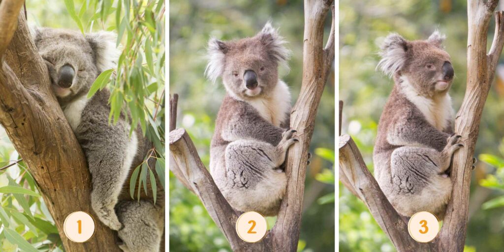 Persönlichkeitstest: Welcher Koala bist du? Entdecken Sie Ihr inneres Selbstvertrauen, indem Sie sich intuitiv für einen der 3 Koalas entscheiden!